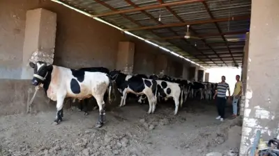 مشروع البتلو يضاعف إنتاج اللحوم ويمنع ذبح العجول الصغيرة