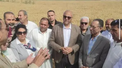 بدء موسم حصاد القمح في الإسكندرية بزيادة المساحات وإنتاج مبشر