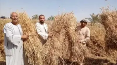 جدل أرباح محصول القمح في مصر بعد توبيخ وزير الزراعة لمهندس