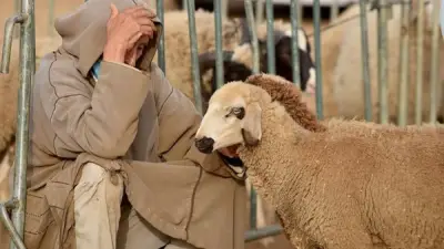 حكم الاقتراض للأضحية: دار الإفتاء توضح الشروط والضوابط