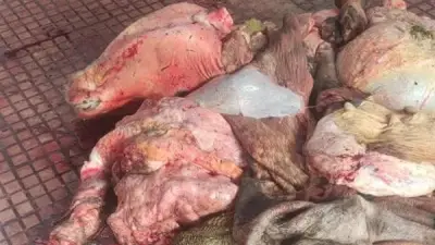 إعدام عجل بقري كامل مصاب بالسل في مجزر فارسكور بدمياط