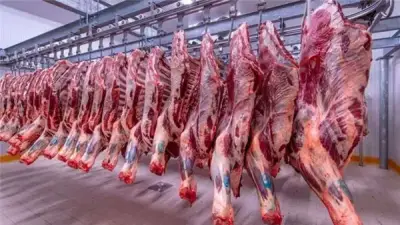 التموين تضخ كميات ضخمة من اللحوم والدواجن والسلع الأساسية لعيد الأضحى