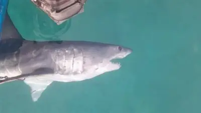 المعهد القومي لعلوم البحار ينتقد التعامل غير العلمي مع قرش الماكو بالبحر الأحمر
