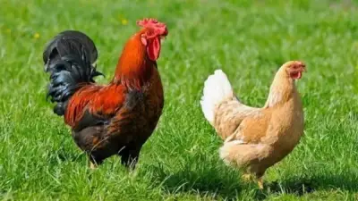 شعبة الثروة الداجنة تكشف أسباب انخفاض أسعار الفراخ والبانيه