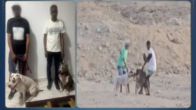 ضبط متهمين بالتعدي على كلب ضال بكلبين حراسة في البحر الأحمر