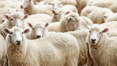 حكم شراء الأضحية بالتقسيط.. أمين الإفتاء يوضح الشروط
