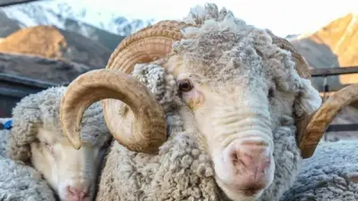أمين الفتوى: لا يجوز إعطاء الجزار أجرته من الأضحية