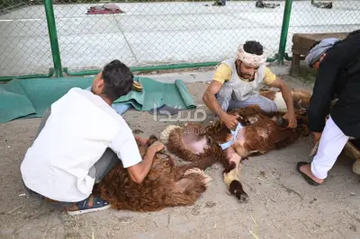 حكم إعطاء الجزار جزءاً من الأضحية كأجر: الشيخ وسام يحسم الجدل