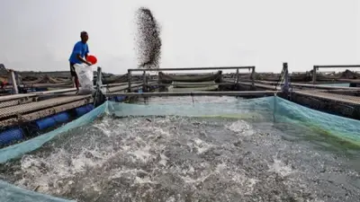 أستاذ دواجن يحذر من تحويل النافقة إلى أعلاف أسماك ويؤكد خطورتها