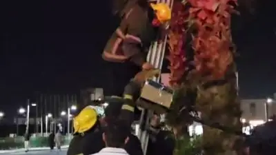 رجال الدفاع المدني بطور سيناء يتسلقون نخلة لإنقاذ قطة عالقة