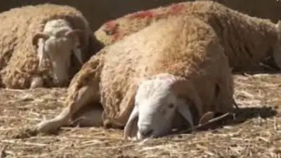قوانين حماية المستهلك تجرم الغش التجاري قبل عيد الأضحى