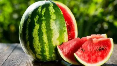 الزراعة تنفي وجود مشكلات وبائية أو عيوب في تقاوي البطيخ