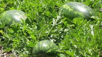 الزراعة تحسم الجدل حول أزمة مزارعي البطيخ بكفر الشيخ