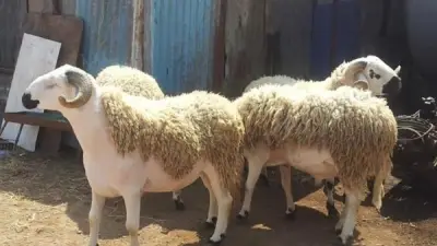 هل الأضحية تغني عن العقيقة؟ أمين الفتوى يوضح الحكم الشرعي