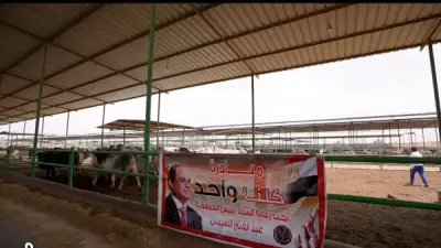 مبادرة كلنا واحد تطرح لحوم وسلع غذائية بأسعار مخفضة في عيد الأضحى