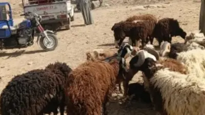 أسعار الخراف في أسوان قبل أيام من عيد الأضحى المبارك