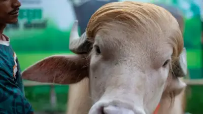جاموس يشبه ترامب يثير ضجة في بنجلاديش قبل عيد الأضحى