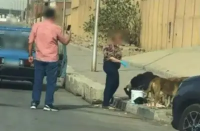 ضبط سيدة تطعم كلاب ضالة بالطريق العام في القاهرة