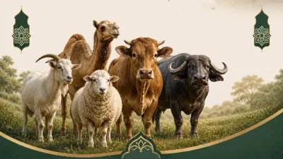 حكم شراء الأضحية بالتقسيط.. الإفتاء تجيزه بشروط