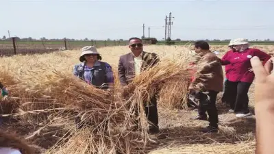 سيدات قرية الطيبة بالمنيا يخضن أول تجربة لزراعة وحصاد القمح بلا رجال
