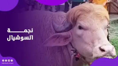 جاموس يشبه ترامب يثير الجدل في بنغلاديش قبل عيد الأضحى