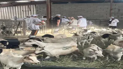 البعثة البيطرية المصرية تبدأ الإشراف على الهدي والأضاحي في السعودية