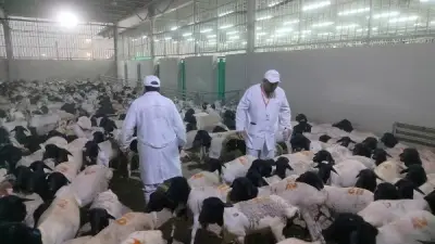 بدء أعمال البعثة البيطرية المصرية للإشراف على الهدي والأضاحي بالسعودية