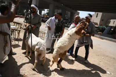 نصائح وخطوات مهمة لتجهيز الأضحية قبل العيد
