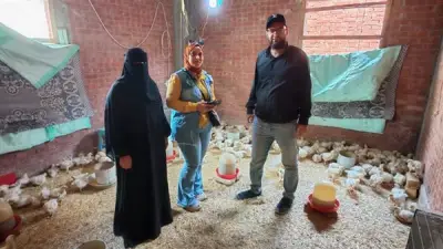 نساء منشأة البدوي يحققن الاكتفاء الذاتي من الدواجن في الدقهلية