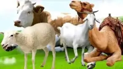 الإفتاء تحذر: لا تنحر الأضحية أمام الحيوانات الأخرى لتجنب إثارة خوفها