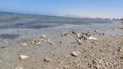 ظاهرة انحسار البحر تكشف الشعاب المرجانية في شاطئ الجبيل بطور سيناء