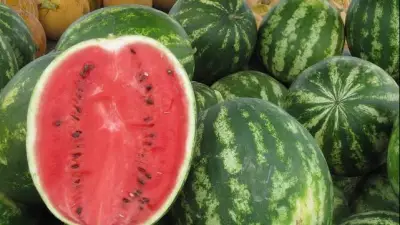 التغيرات المناخية تهدد المحاصيل الزراعية في مصر.. البطيخ والطماطم الأكثر تضررًا