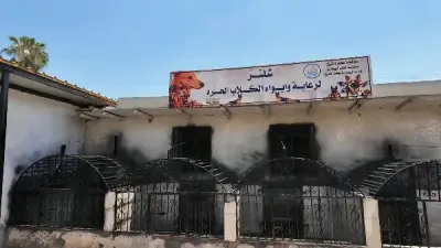 كفر الشيخ تواجه ظاهرة الكلاب الحرة بخطة متكاملة للتعقيم والإيواء