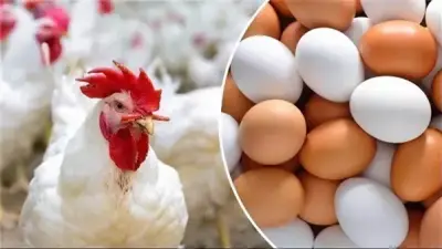 الزيني يكشف أسباب انخفاض أسعار الدواجن والبيض وتوقعات ما بعد العيد