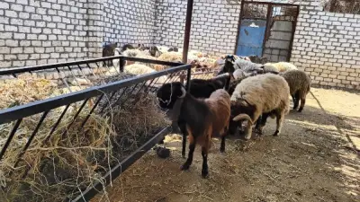 البرسيم المجفف 