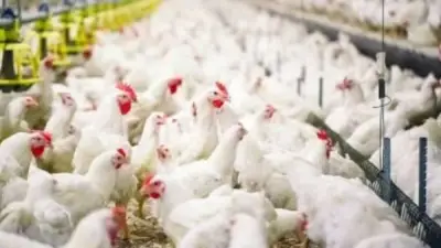 انخفاض كبير في أسعار الدواجن مع عروض عيد الأضحى