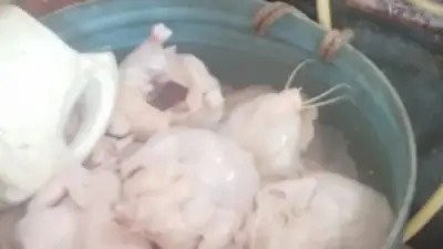 ضبط دواجن محقونة بالمياه وأدوات غش غذائي في أسواق بورسعيد