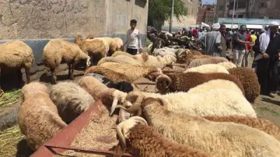 تحذير رسمي من لحوم رخيصة تهدد صحتك رغم سعرها المغري