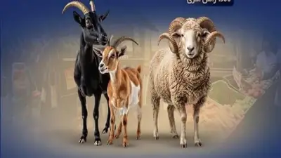 بالأرقام.. استعدادات التموين لاستقبال عيد الأضحى المبارك