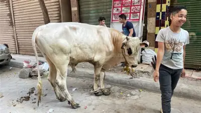 برلماني يطالب بحظر ذبح الأضاحي في الشوارع خلال عيد الأضحى