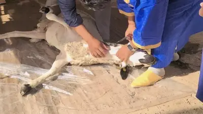 لو هتدبح في بيتك.. نصائح للتخلص من آثار الدم فورا في عيد الأضحى