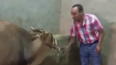 شاب يمازح عجلًا بطريقة كوميدية في عيد الأضحى ويحذر: 