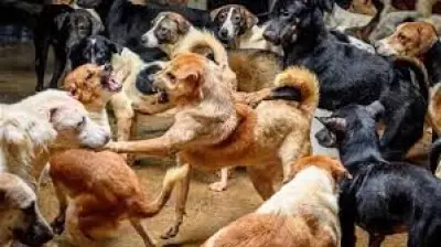 داليا الأتربي تؤيد مقترح تصدير الكلاب الضالة كحل مبتكر بشرط التوازن البيئي