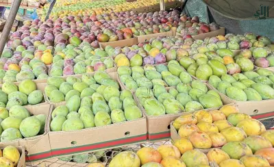 تأخر موسم المانجو أسبوعين بسبب اضطراب الطقس في مصر