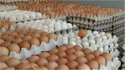 أسعار البيض في المزارع والمستهلك اليوم الأحد 10 مايو 2026