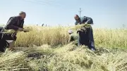 خطة طموحة لإنتاج 10 ملايين طن قمح هذا العام بجهود مركز البحوث الزراعية