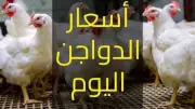 عروض الـ10 كيلو تسيطر على الأسواق.. أسعار الدواجن والطيور اليوم السبت