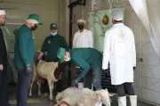 دليل المُضحي: 10 علامات سحرية تكشف الأضحية السليمة واللحم الطازج