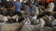 10 آلاف جنيه غرامة وحبس.. عقوبة ذبح الأضحية في الشوارع خارج المجازر