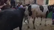 حبس وغرامة 10 آلاف جنيه لعقوبة ذبح الأضاحي بالشوارع في عيد الأضحى